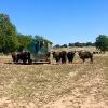 Terrine de bison 180g - Bisons d'Auvergne